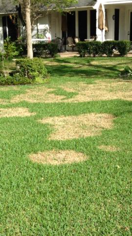 Lawn care service College Station Brown patch circles in lawn