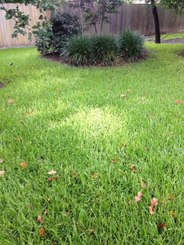 Lawn care service College Station Yellow grass in lawn