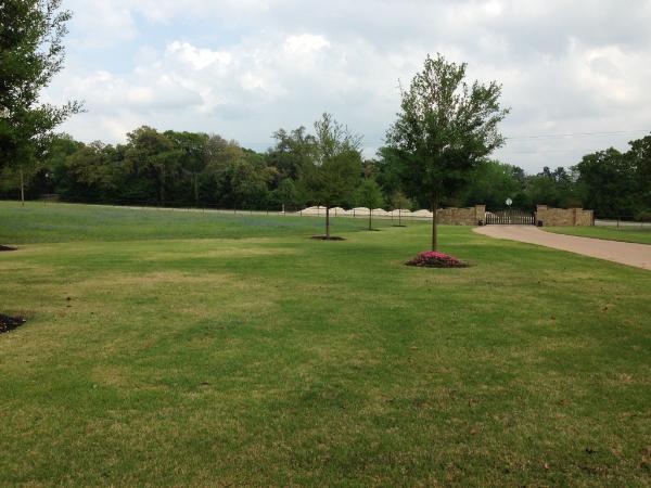 Spring Zoysia lawn in the country.  No weeds!  Let us help with your lawn today!!